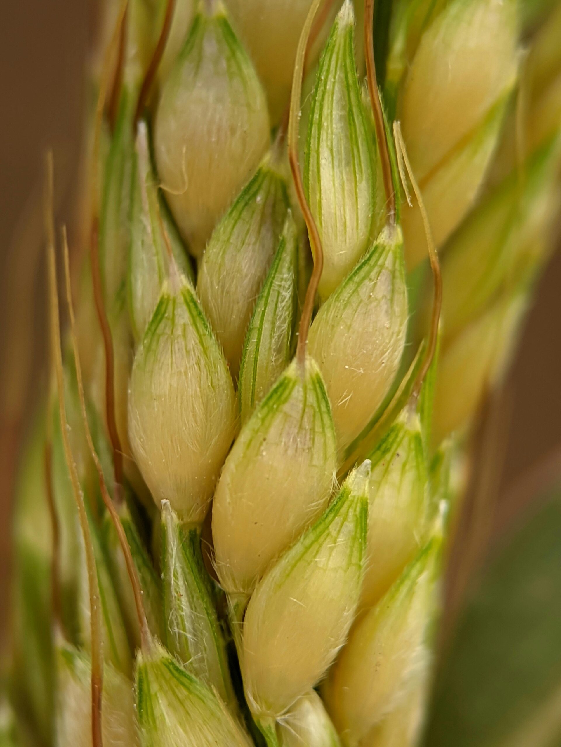 Macro photograph of wheat ears showing detailed texture and green tips in natural light.